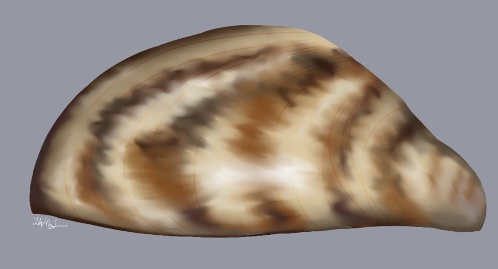 Zebra Mussels
